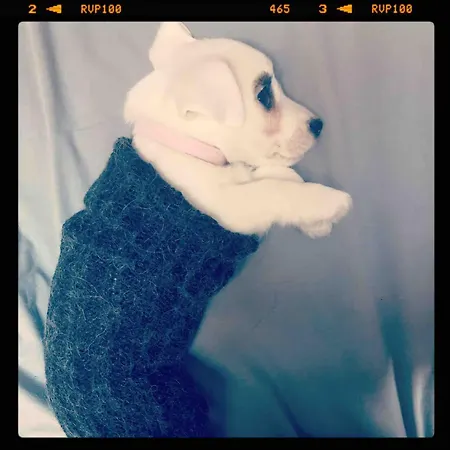 Stanza Nel Cuore Dei Tetti Di