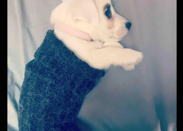 Stanza Nel Cuore Dei Tetti Di